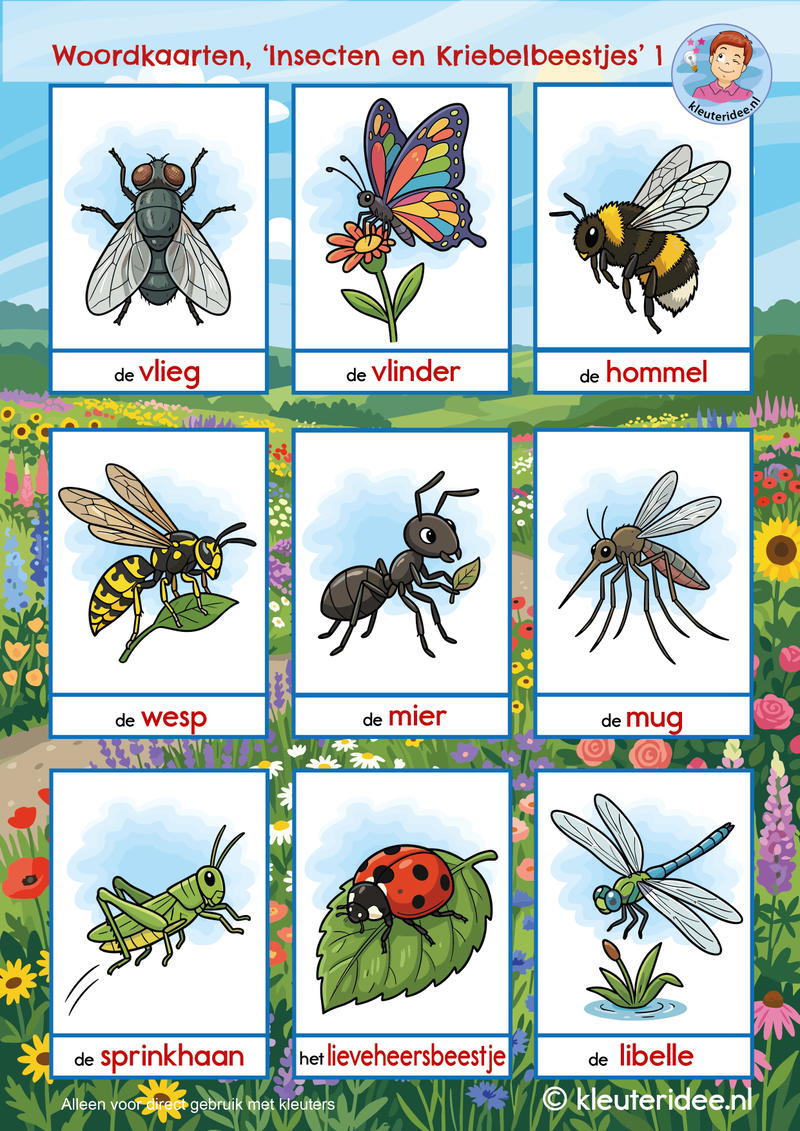 woordkaarten insecten en kriebelbeestjes kleuteridee